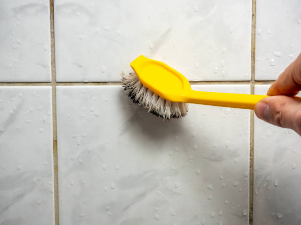 Mold Removal Process in Rainier, OR
