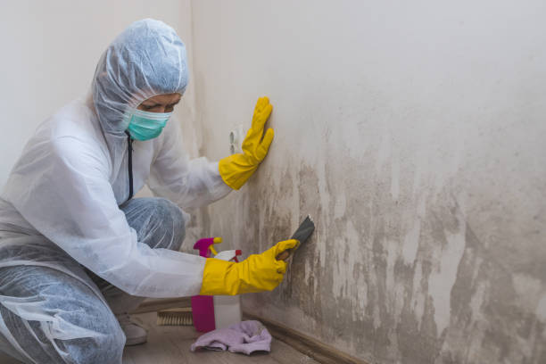 Best Crawl Space Mold Removal  in Rainier, OR