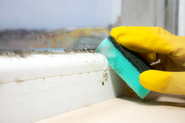 Best Mold Damage Repair  in Rainier, OR
