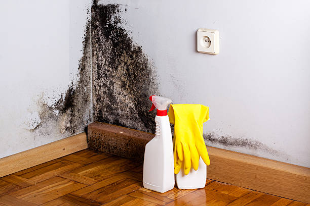 Rainier, OR Mold Removal Company